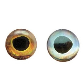 Fish Skull Living Eyes 15mm