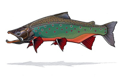 Arctic Char Prints - Casey Underwood