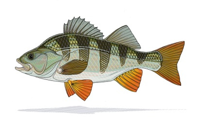 Perch Print - Casey Underwood