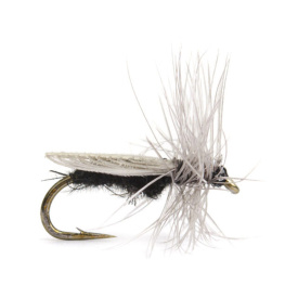 Diptera size 18