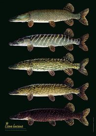 Poster Pike Variation Esox Lucius 50x70cm